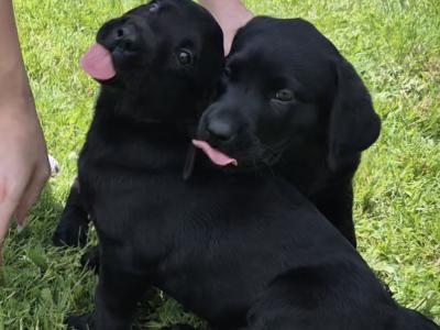 IKC Registered Church Oak Labrador puppies in Kildare