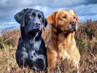 IKC Registered Church Oak Labrador puppies in Kildare
