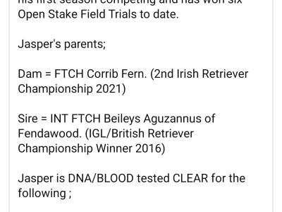 IKC Registered Church Oak Labrador puppies in Kildare