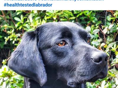 IKC Registered Church Oak Labrador puppies in Kildare