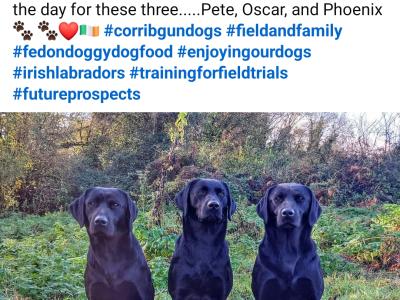 IKC Registered Church Oak Labrador puppies in Kildare