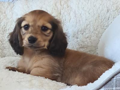 IKC Registered Longhaired Dachshund puppies in Dublin