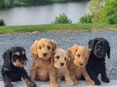 Gorgeous Miniature Cockapoo puppy  **1 Black Male Left** in Wexford