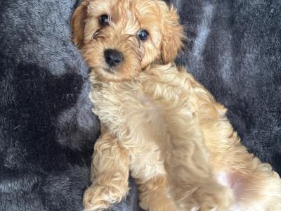 Cavapoo x Maltipoo puppies in Laois