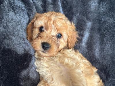 Cavapoo x Maltipoo puppies in Laois