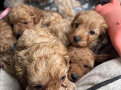 Cavapoo x Maltipoo puppies in Laois