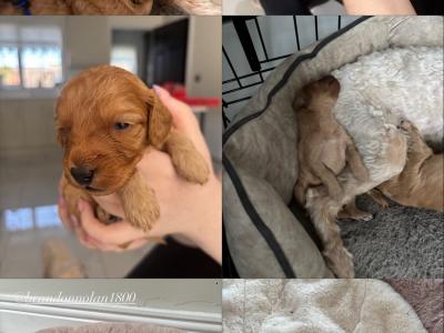 Cavapoo x Maltipoo puppies in Laois