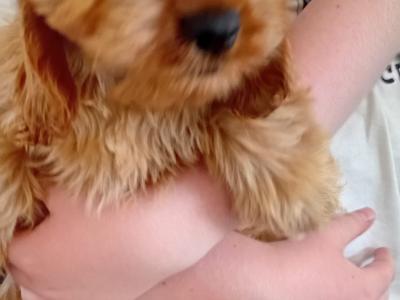 Female Cavapoo x English Cocker Spaniel puppy in Offaly 🐶 🐕