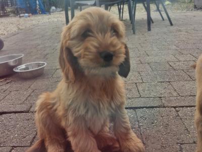 Female Cavapoo x English Cocker Spaniel puppy in Offaly 🐶 🐕