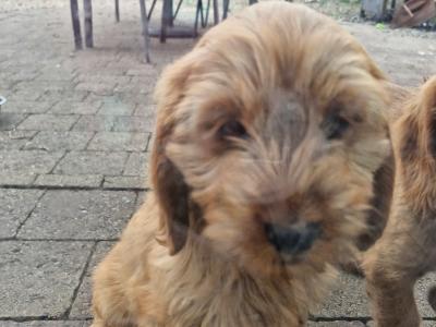 Female Cavapoo x English Cocker Spaniel puppy in Offaly 🐶 🐕