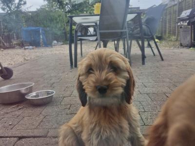 Female Cavapoo x English Cocker Spaniel puppy in Offaly 🐶 🐕
