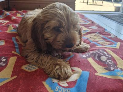 Female Cavapoo x English Cocker Spaniel puppy in Offaly 🐶 🐕