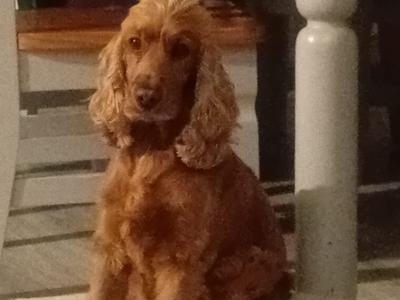 Female Cavapoo x English Cocker Spaniel puppy in Offaly 🐶 🐕
