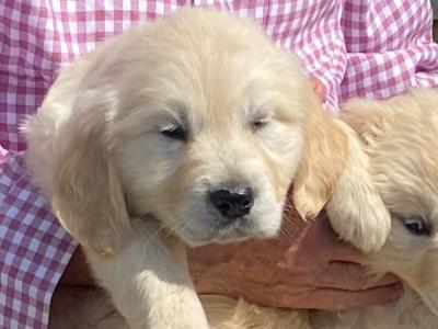 4 stunning IKC Reg (Pending) female Golden Retriever puppies in Roscommon