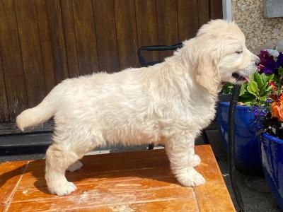 4 stunning IKC Reg (Pending) female Golden Retriever puppies in Roscommon