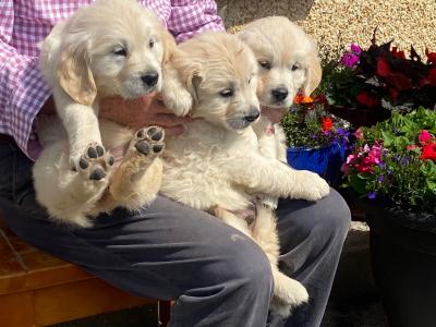 4 stunning IKC Reg (Pending) female Golden Retriever puppies in Roscommon