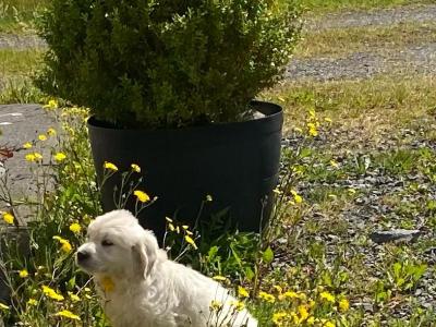 4 stunning IKC Reg (Pending) female Golden Retriever puppies in Roscommon