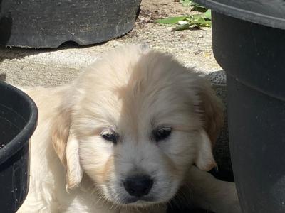 4 stunning IKC Reg (Pending) female Golden Retriever puppies in Roscommon
