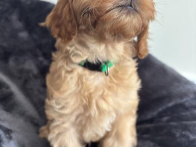 Cavapoo x Maltipoo puppies in Laois
