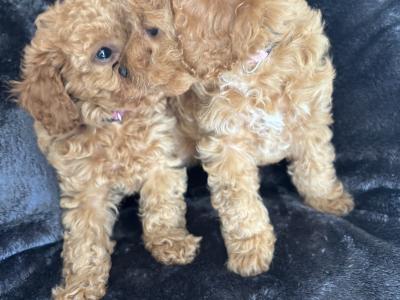 Cavapoo x Maltipoo puppies in Laois