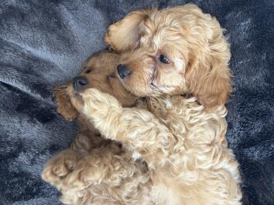 Cavapoo x Maltipoo puppies in Laois