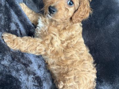 Cavapoo x Maltipoo puppies in Laois