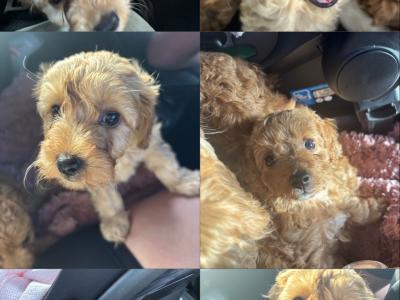Cavapoo x Maltipoo puppies in Laois