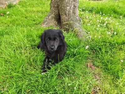 Fabulous male Border Collie x Golden Retriever puppies in Wexford