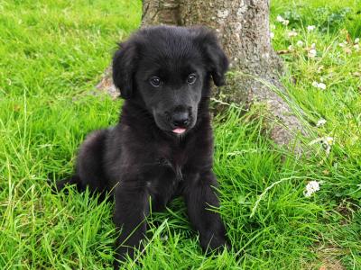 Fabulous male Border Collie x Golden Retriever puppies in Wexford