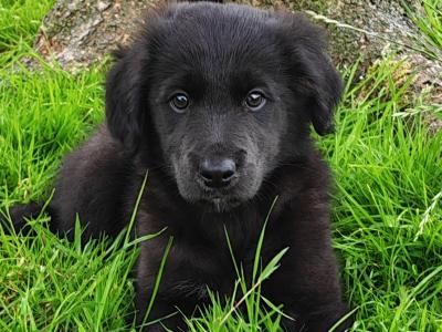Fabulous male Border Collie x Golden Retriever puppies in Wexford