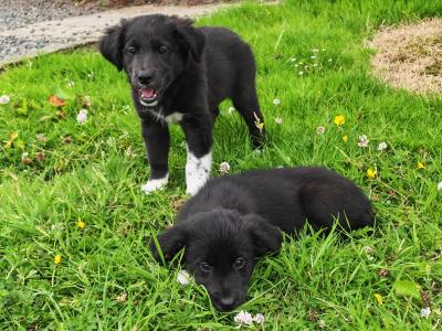 Fabulous male Border Collie x Golden Retriever puppies in Wexford