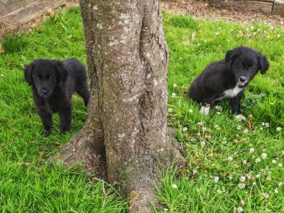Fabulous male Border Collie x Golden Retriever puppies in Wexford