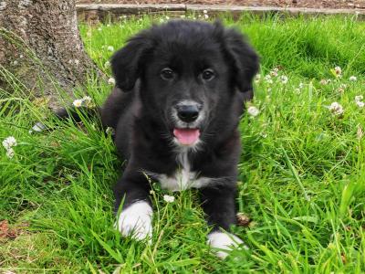 Fabulous male Border Collie x Golden Retriever puppies in Wexford