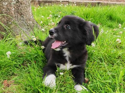 Fabulous male Border Collie x Golden Retriever puppies in Wexford