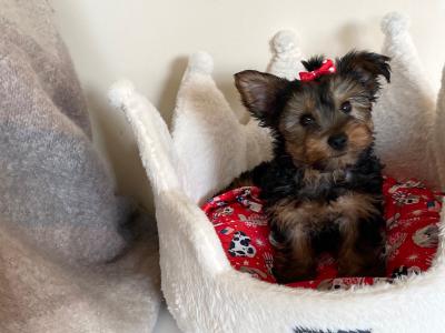 Purebred cute ❤️Yorkshire Terrier male puppies  ❤️in Meath