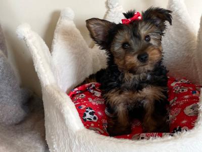Purebred cute ❤️ Yorkshire Terrier boy puppies ❤️ in Meath