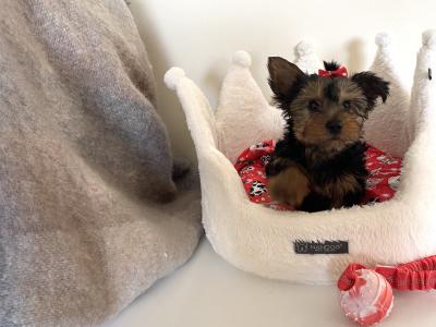 Purebred cute ❤️ Yorkshire Terrier boy puppies ❤️ in Meath