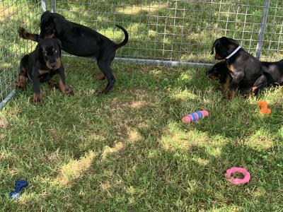 IKC Registered Dobermann puppies in Westmeath, health tested Parents