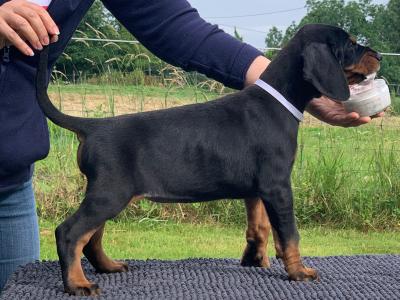 IKC Registered Dobermann puppies in Westmeath, health tested Parents