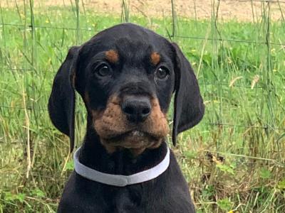 IKC Registered Dobermann puppies in Westmeath, health tested Parents