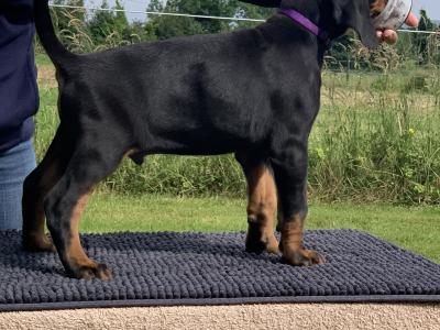 IKC Registered Dobermann puppies in Westmeath, health tested Parents