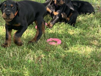 IKC Registered Dobermann puppies in Westmeath, health tested Parents