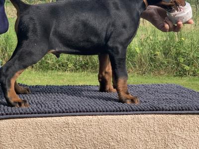 IKC Registered Dobermann puppies in Westmeath, health tested Parents