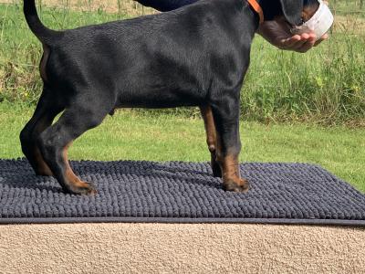 IKC Registered Dobermann puppies in Westmeath, health tested Parents