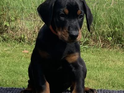 IKC Registered Dobermann puppies in Westmeath, health tested Parents