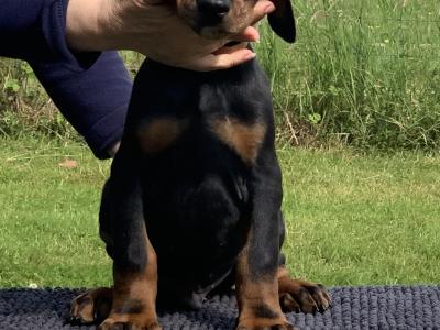 IKC Registered Dobermann puppies in Westmeath, health tested Parents