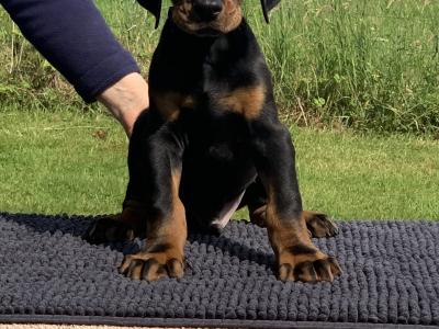 IKC Registered Dobermann puppies in Westmeath, health tested Parents