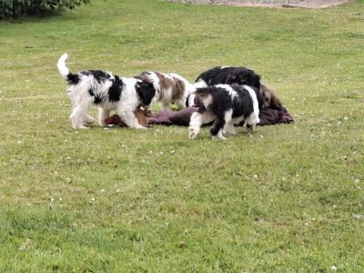 Cavachon x Springer Spaniel puppies in Wexford