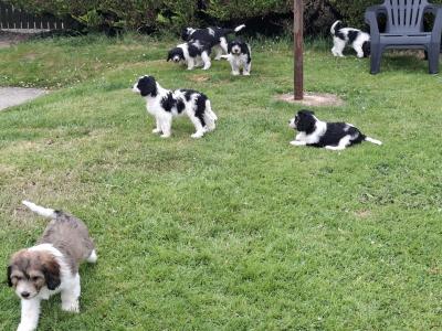 Cavachon x Springer Spaniel puppies in Wexford