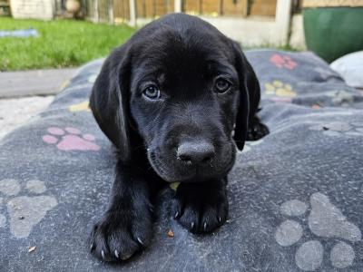 Beautiful Black Labrador puppies in Offaly are looking for their Forever Homes